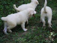 cuccioli di pastore abruzzese da pecora
